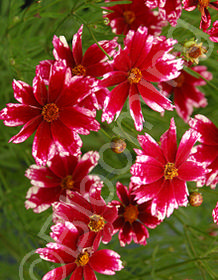 Coreopsis 'Ruby Frost'